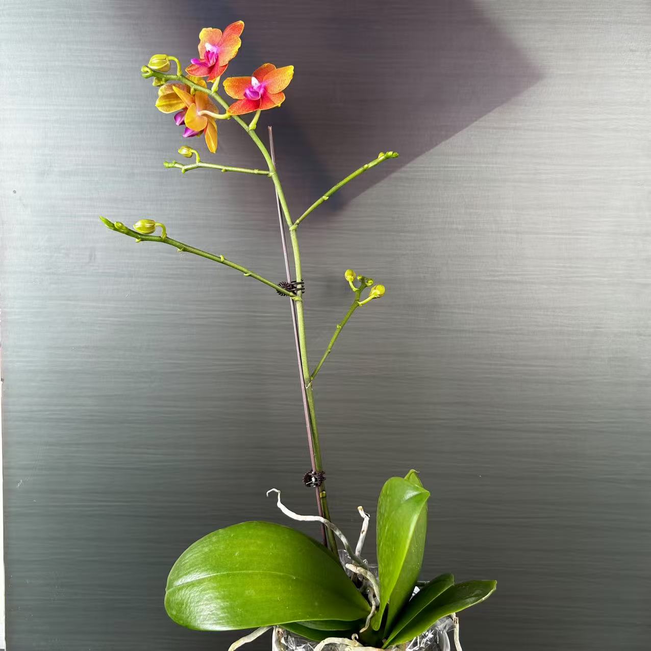 【安祖原杯】微瑕疵无售后（香恋博格丽）3.5寸杯单双剑蝴蝶兰花卉