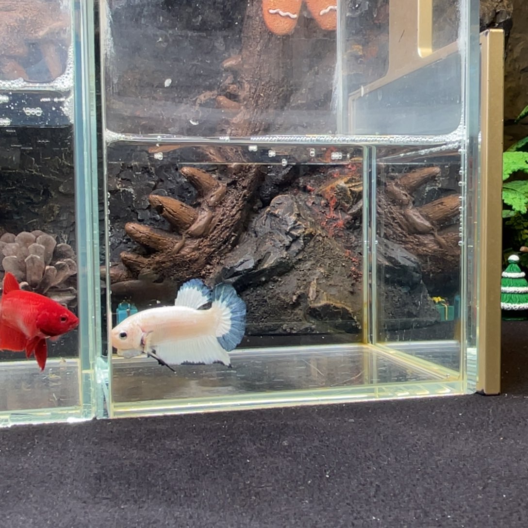 斗鱼十二月二十三日竞价