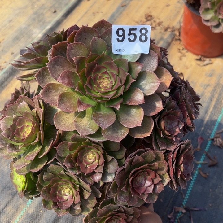 万圣节多肉植物958