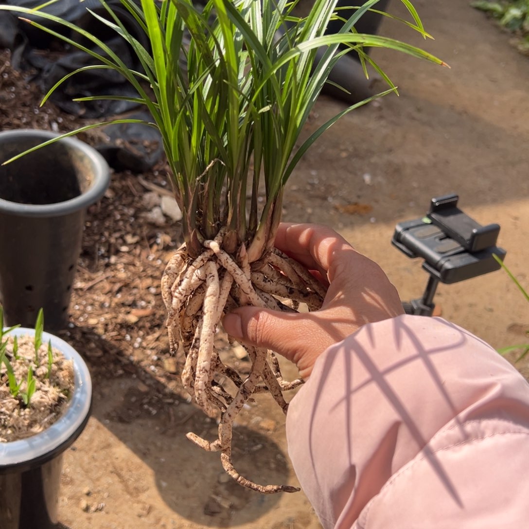 戏***子完全开放莲瓣矮草4花苞