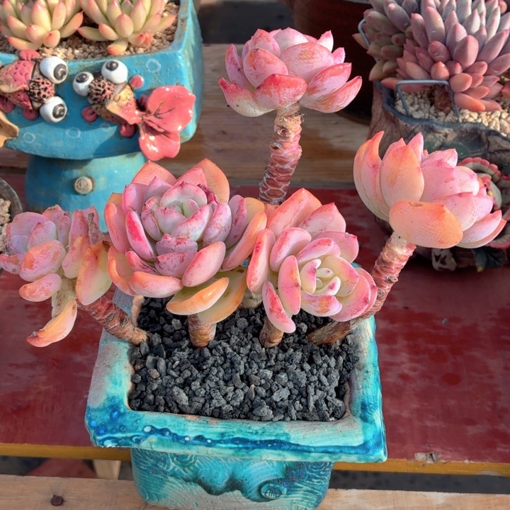 多肉植物 白月光-4