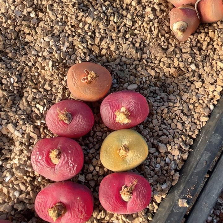 16033。     一组毛毛