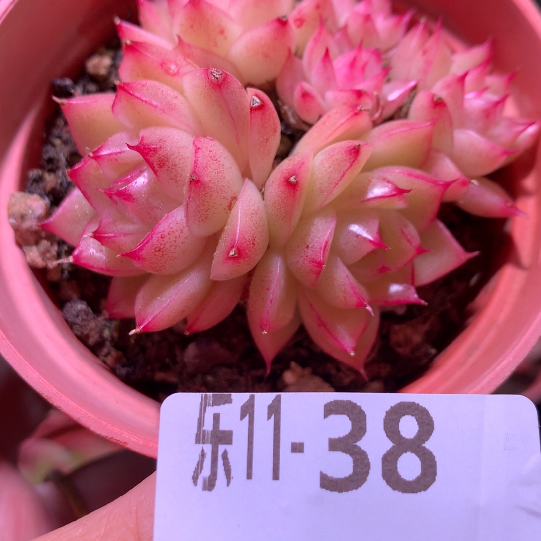 乐然11-38 麦秆群 不包整