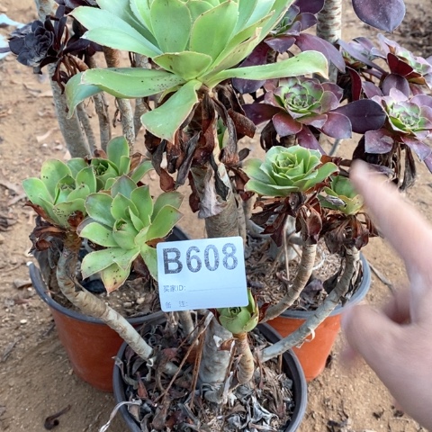 陌***开608三颗法师多肉植物