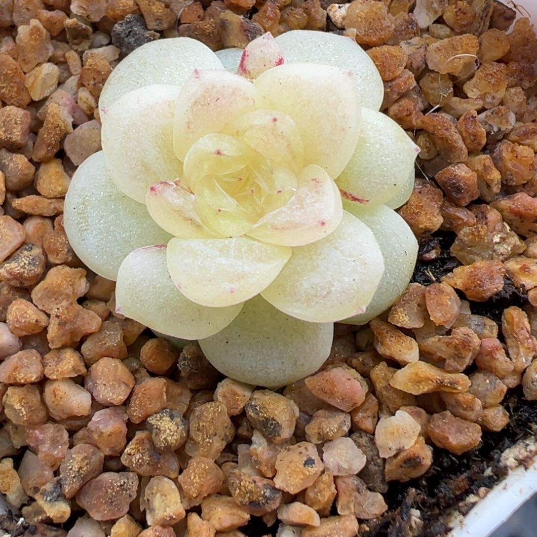 185号皛皛有叶伤晗雨