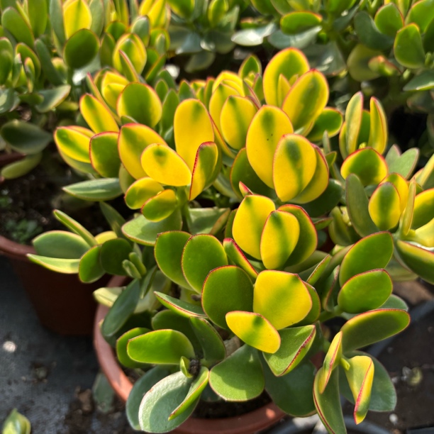 7.11专拍链接脱土发货 多肉植物