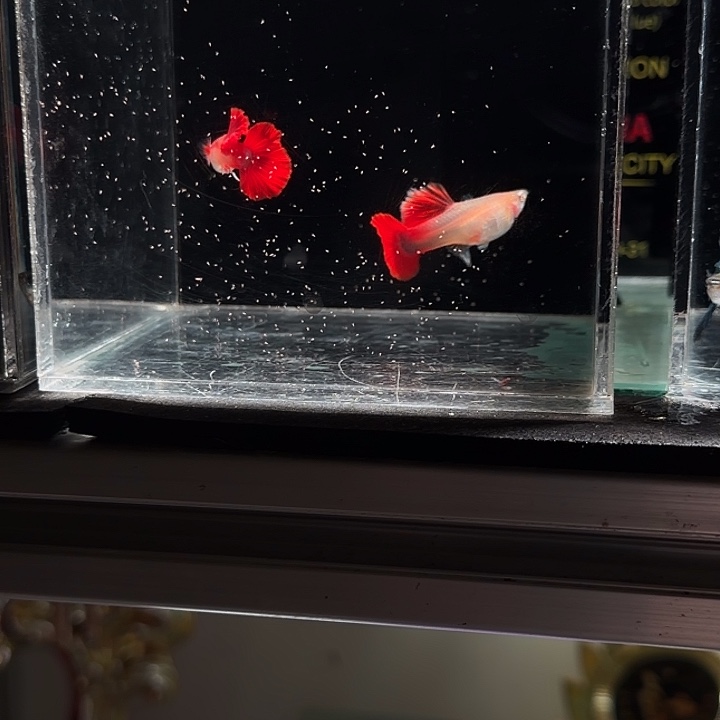 孔雀鱼种鱼级菊花帆折扇白子一对