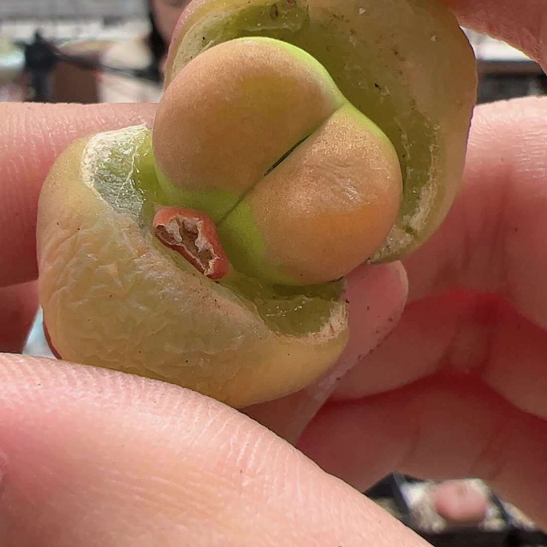 【闪购商品】22 毛毛