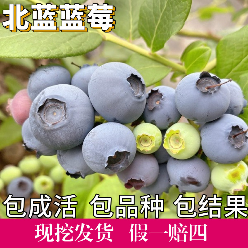 植古鲜蓝莓苗南北方特大号蓝莓树果苗阳台盆栽带果子老桩当年结果