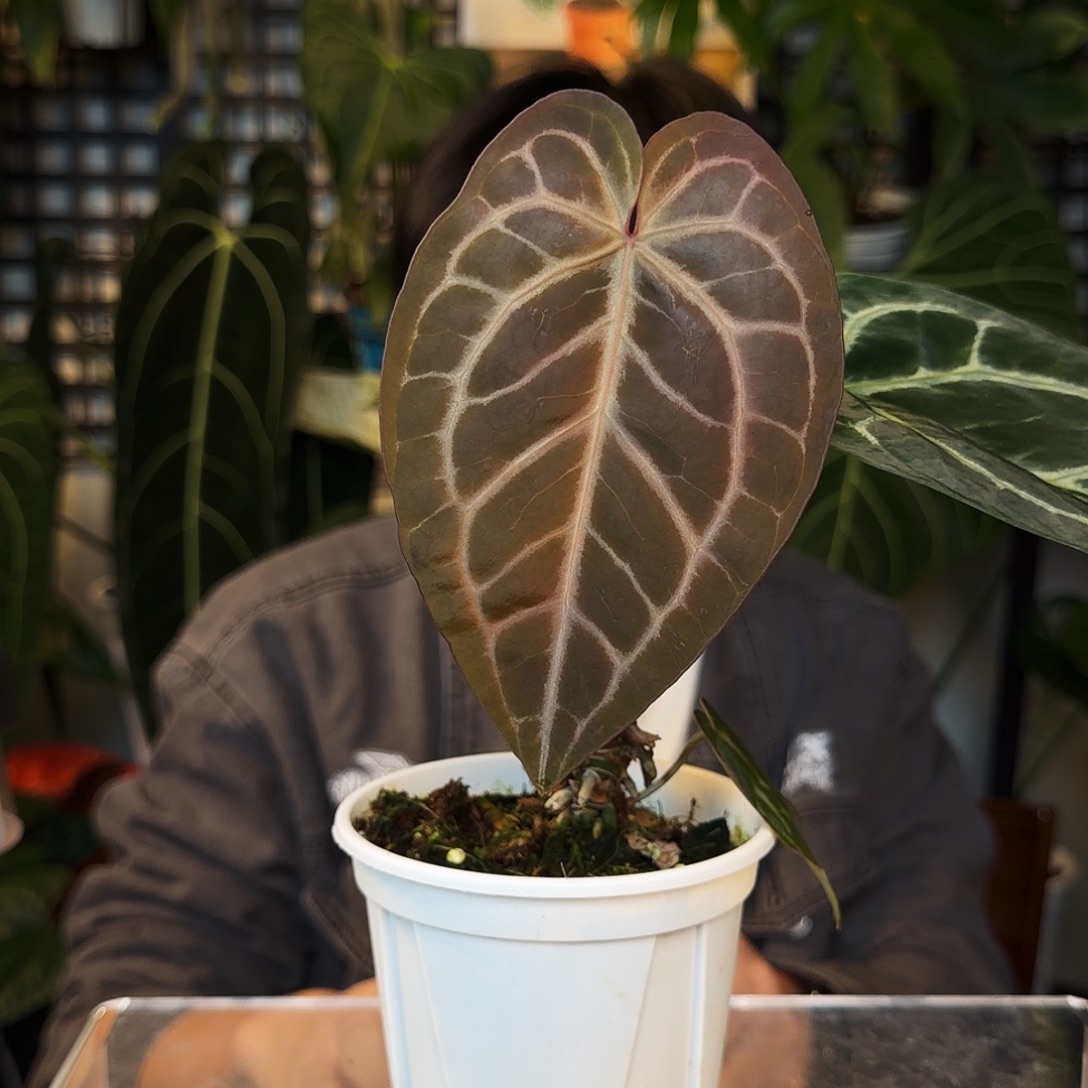 完全开放D15  红水晶杂华丽