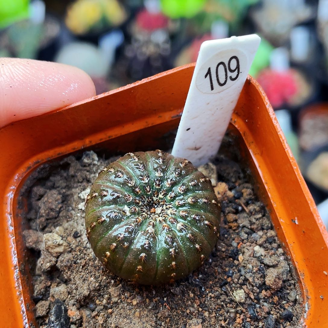 大型士童非偏远地区满25包邮仙人球