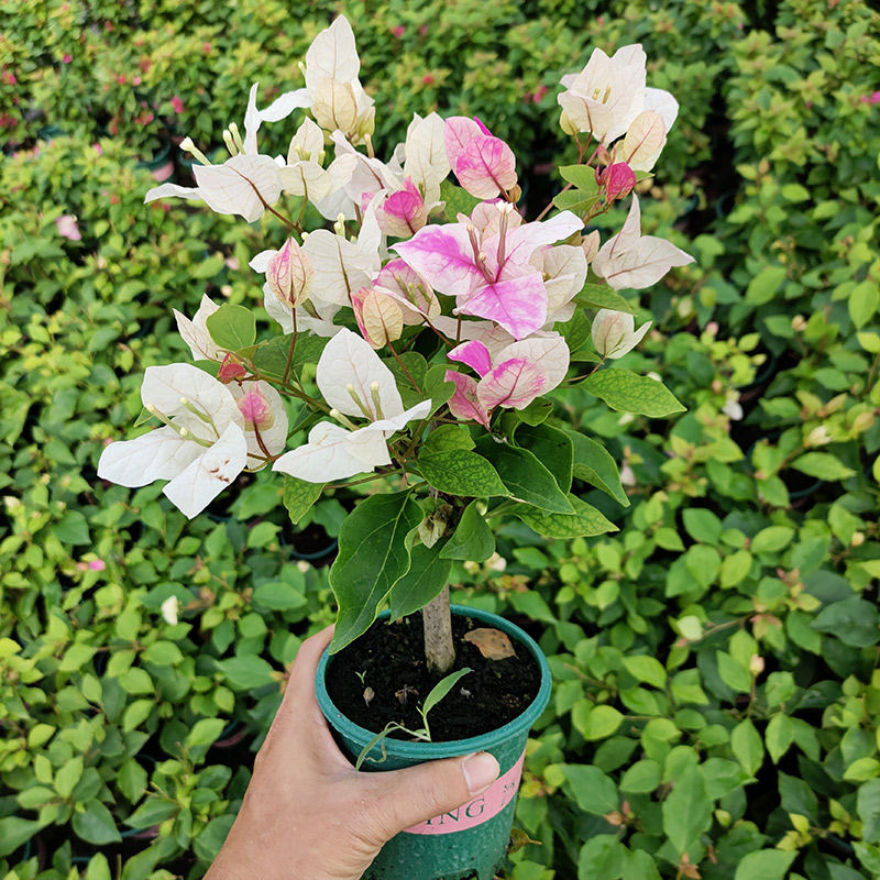 【漳红樱】盆苗三角梅带花发货四季开花爬藤好养易活基地直发