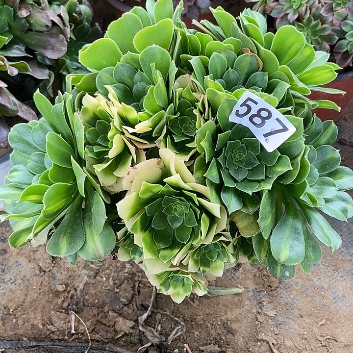 五彩琉璃587多肉不包断