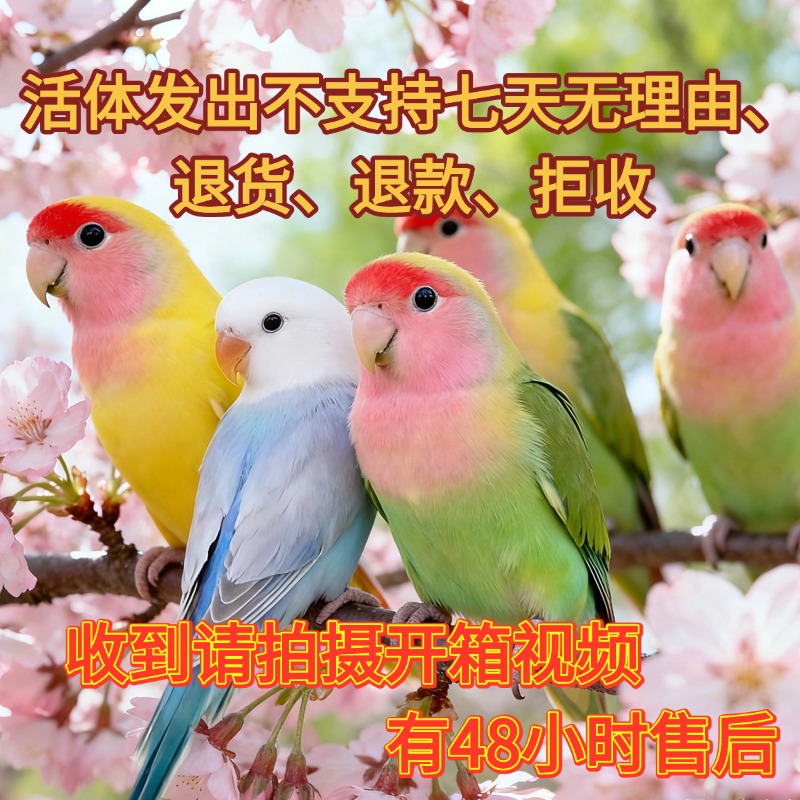 直播间挑选纯手养牡丹鹦鹉活体紫罗兰紫熏雏鸟可爱亲人活泼宠物鸟