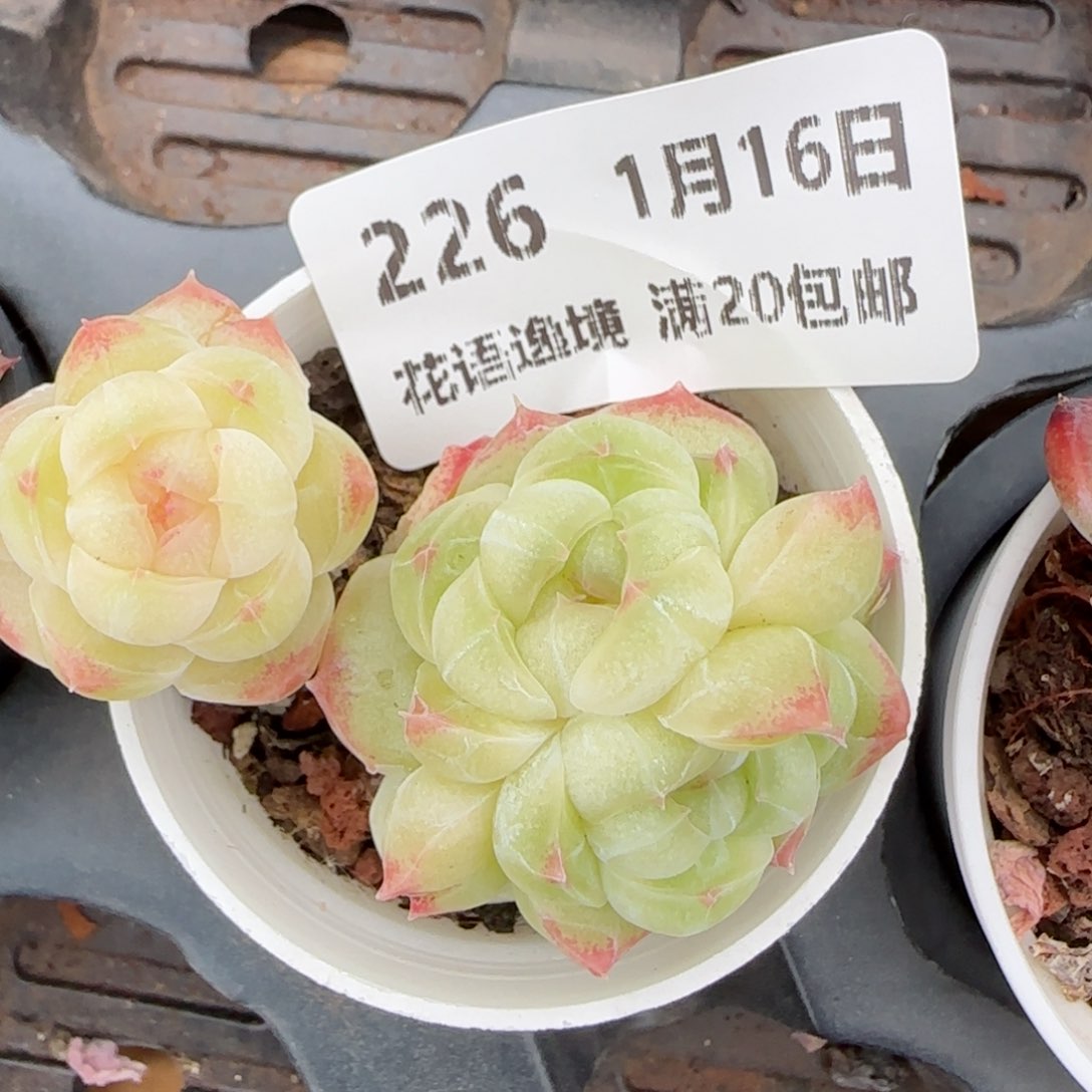 花语逸镜0116-226