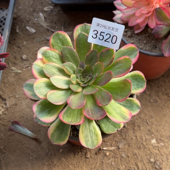 半夏多肉法师3520