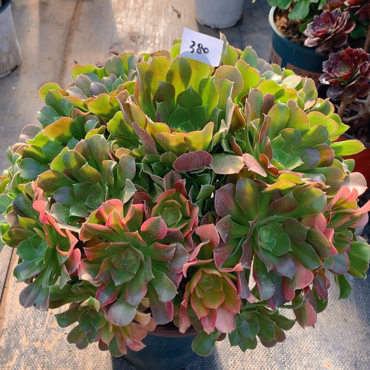 380绍羞七彩精品捧花朵朵