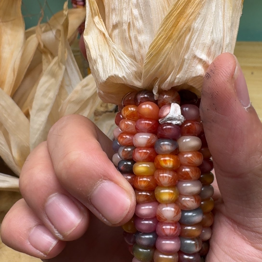 方***儿柏香籽/百香籽吊坠