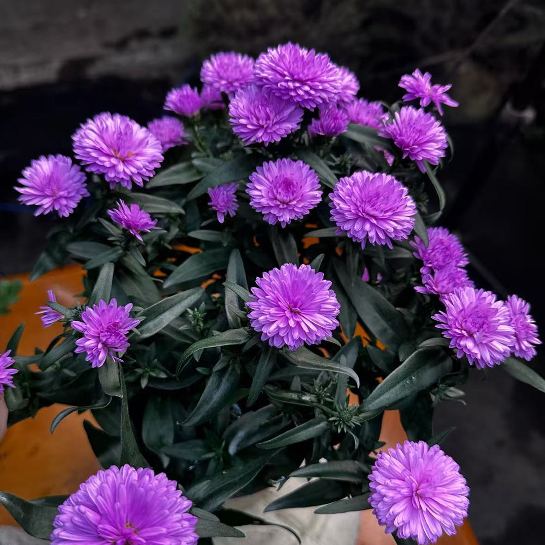 紫菀 荷兰菊 基地直发好养四季开花爬藤飘枝