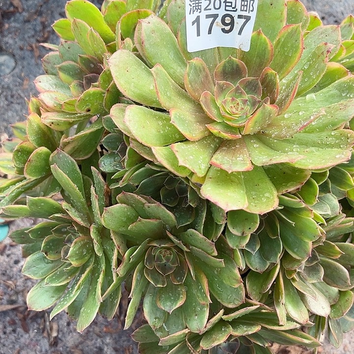 一颗奶白法师1797