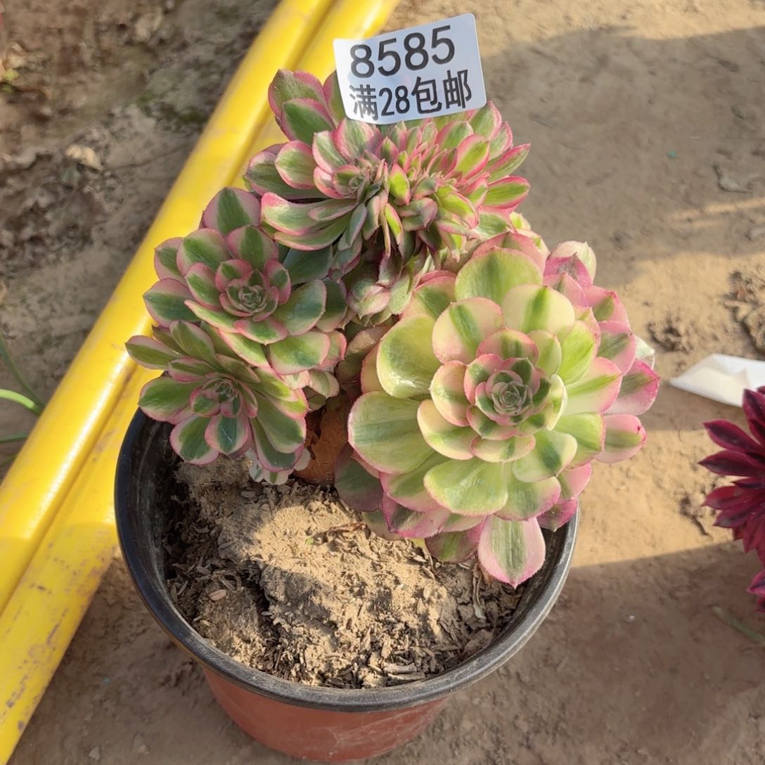 8585万白缀多肉有砍