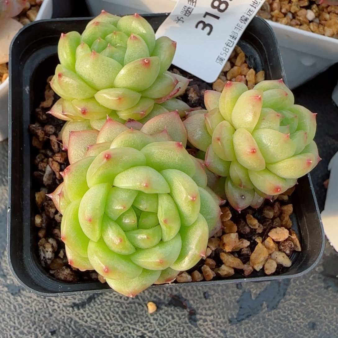 灯泡珍妮，3183多肉植物