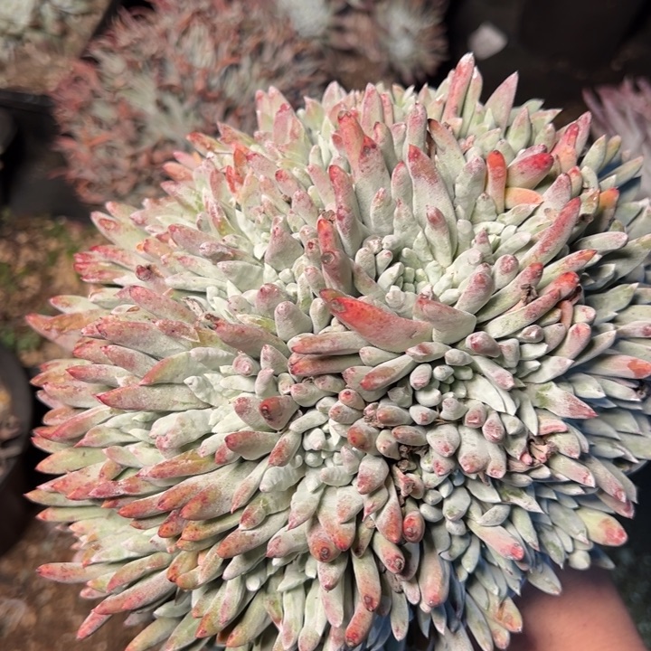 1776哈哈哈哈哈哈哈哈