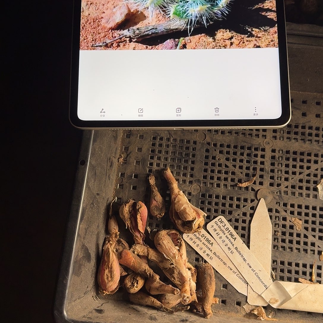 金刚钻残破球一组5