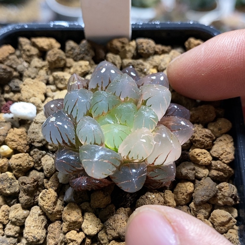 【闪购商品】113潘灯锦