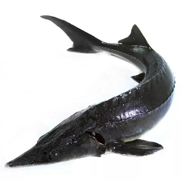 养殖鲟龙鱼顺丰包邮