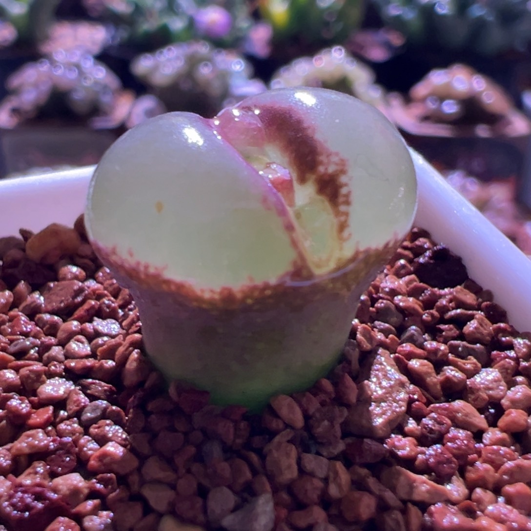 1175，厚翻窗粉女，优选