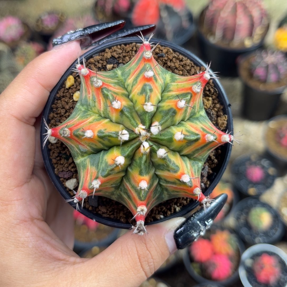 泰系米哈锦 带盆土发货6.5cm