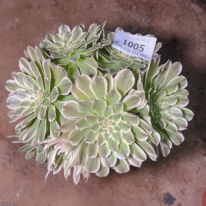 1005碧浪多肉植物