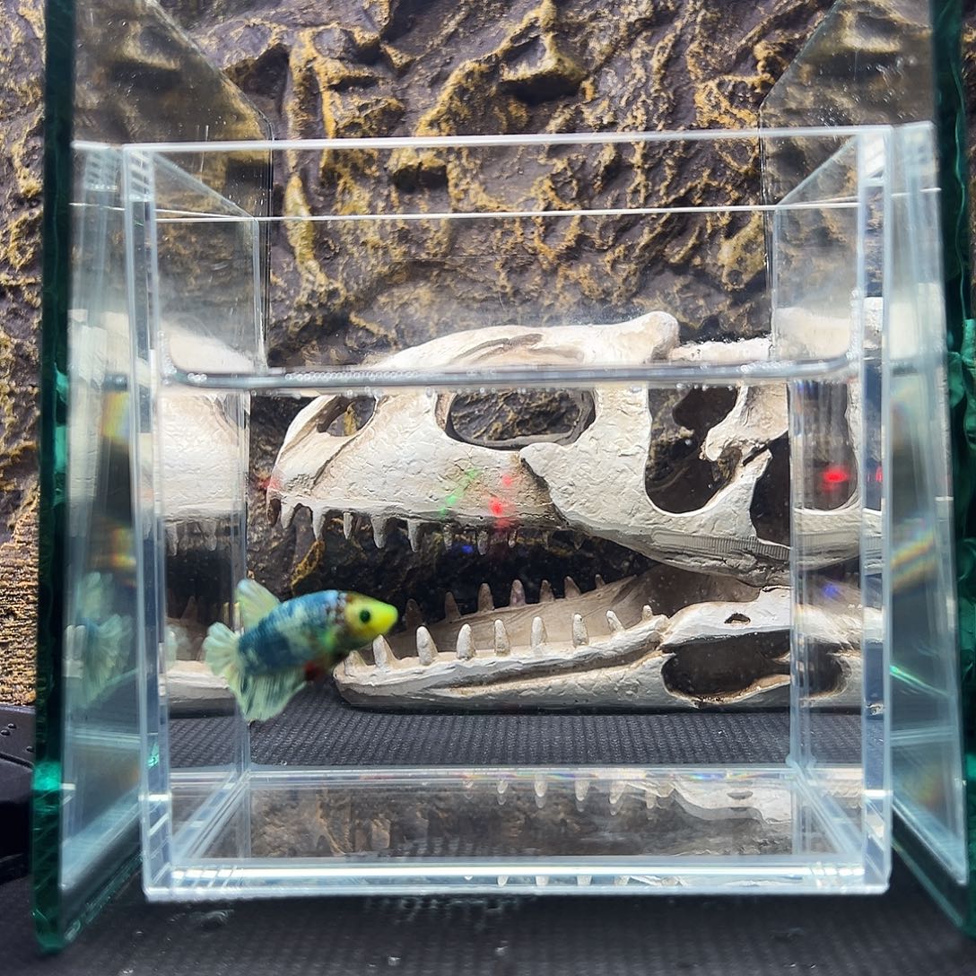 斗鱼精品精品精品精品