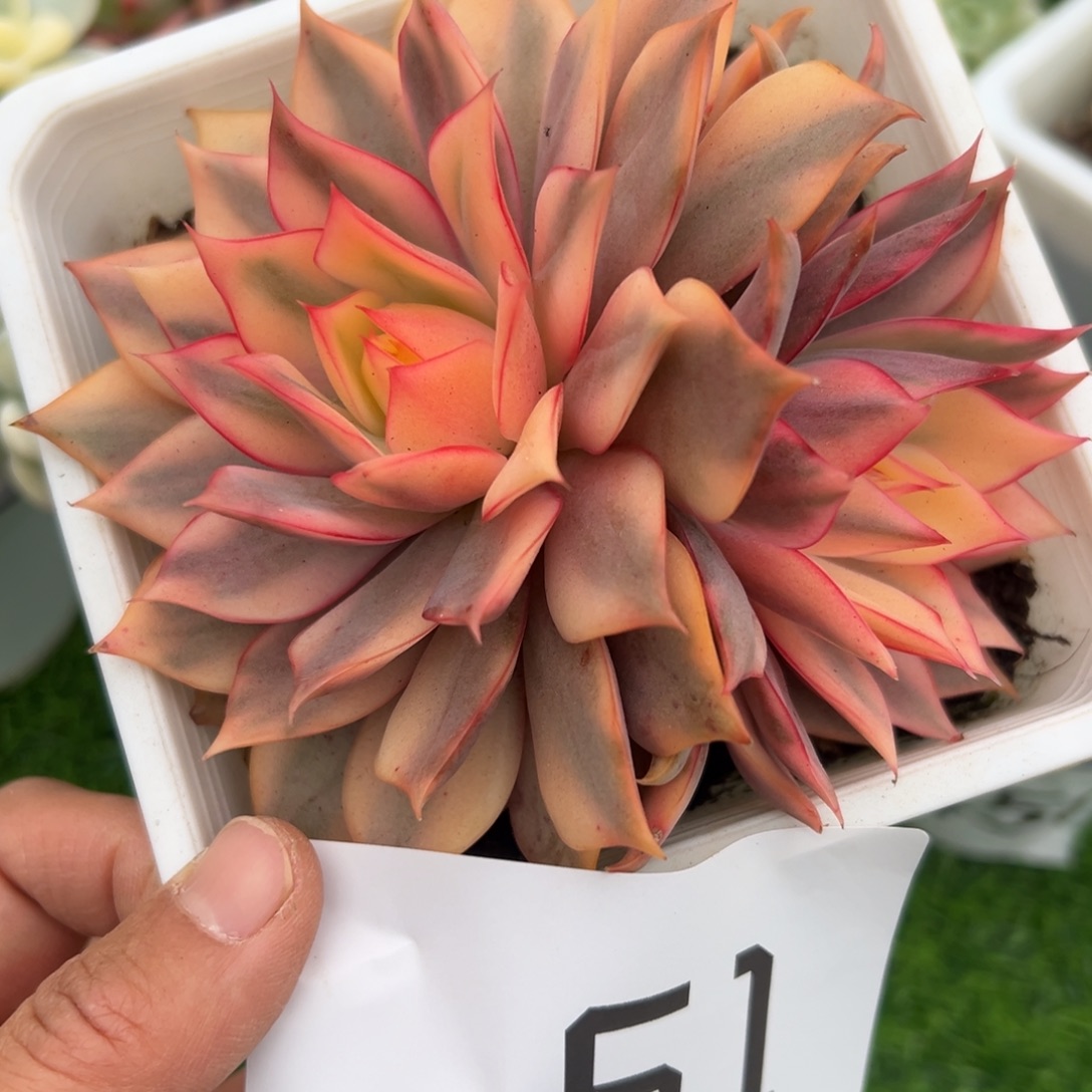 61、法国哥哥哥哥哈哈哈