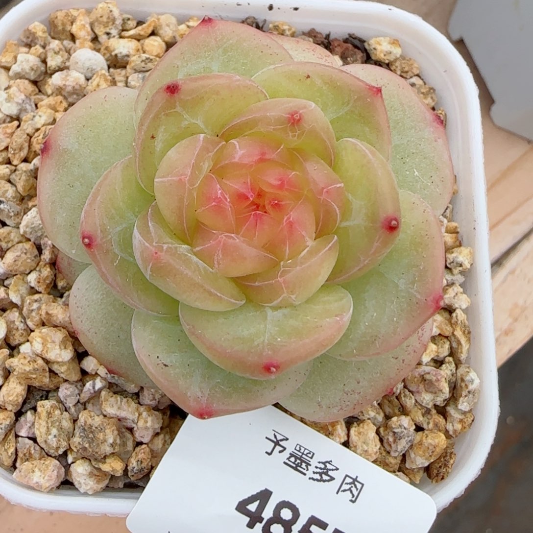 玉茗珍妮，4857多肉植物