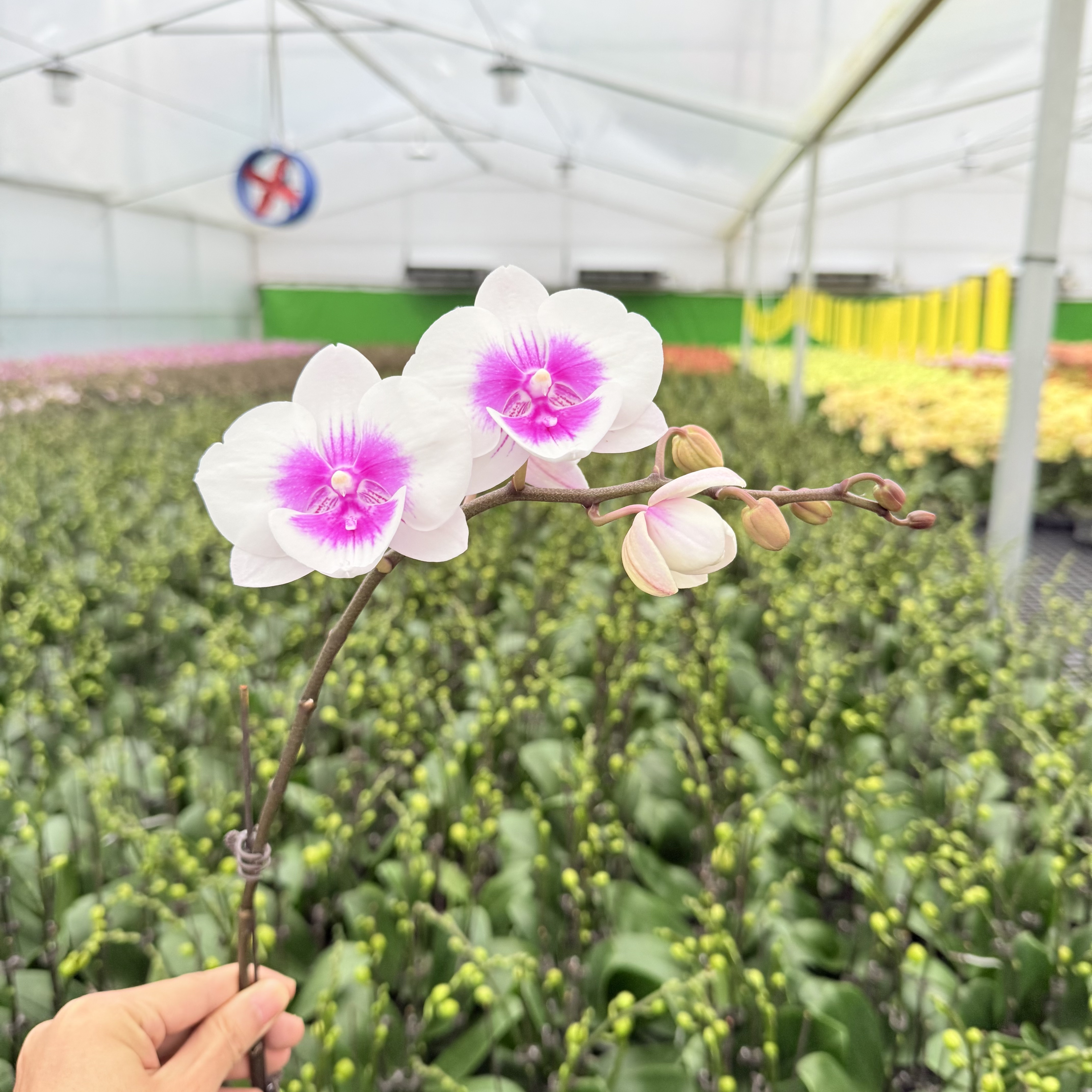 【风筝】精品蝴蝶兰  白花紫心  桌面艺术 苗情优质 基地直发