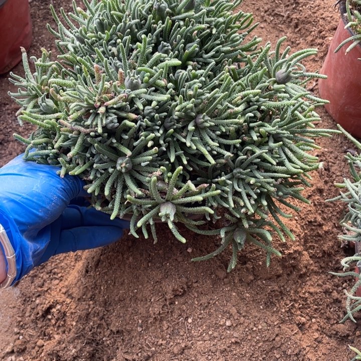 444号天赐多肉植物