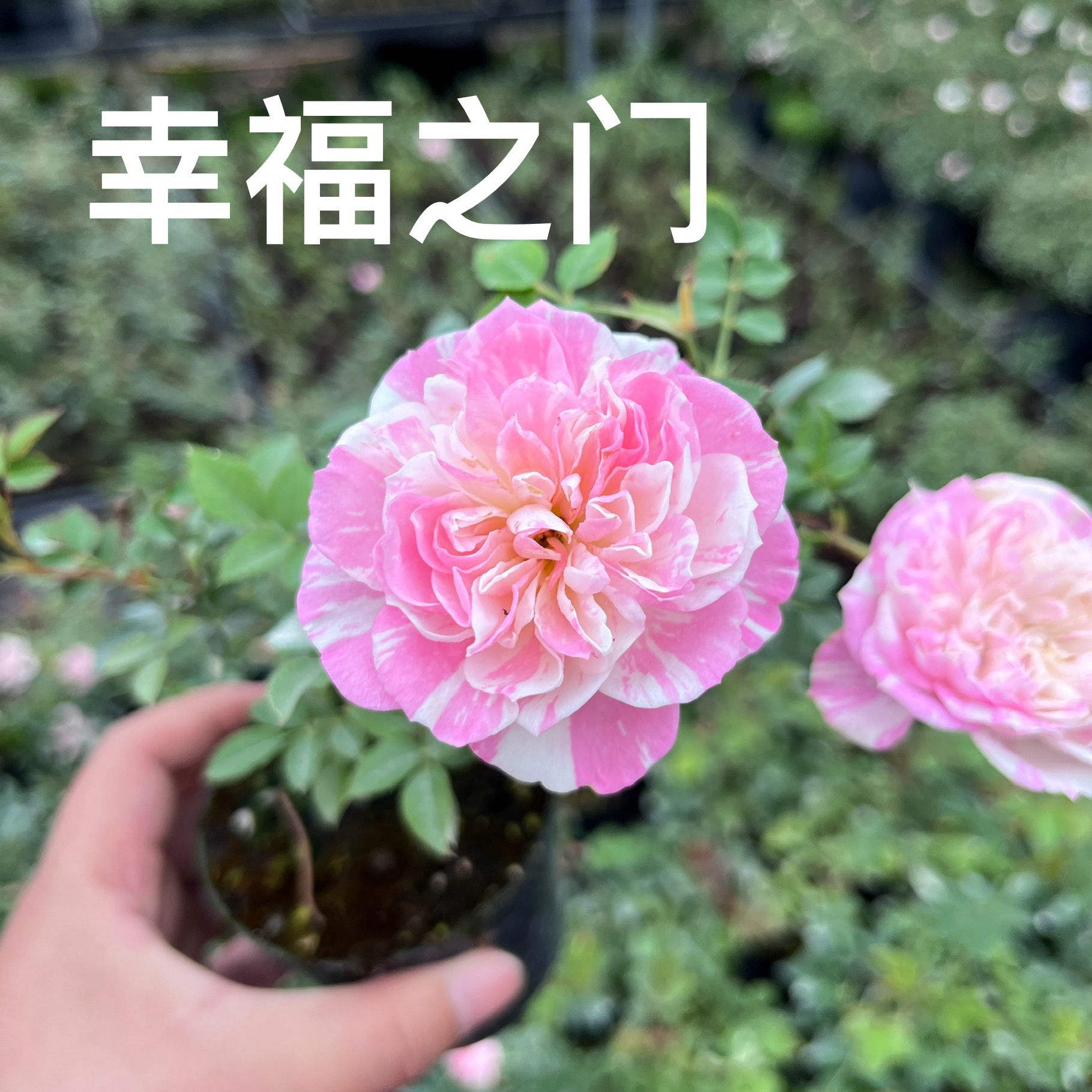 欧洲微型月季幸福之门粉色条纹丰花勤花室内阳台绿植花卉盆栽