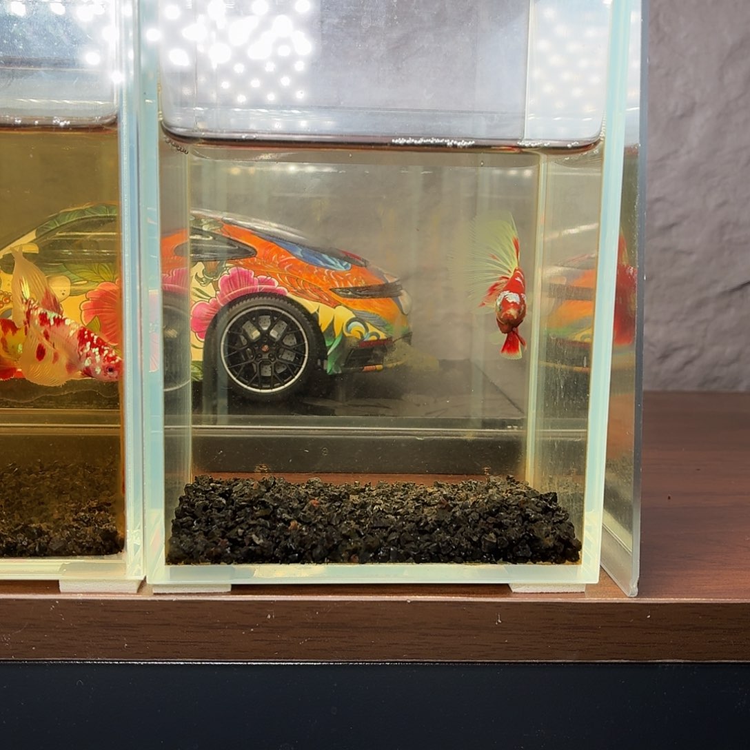 斗鱼彩金荧光半月