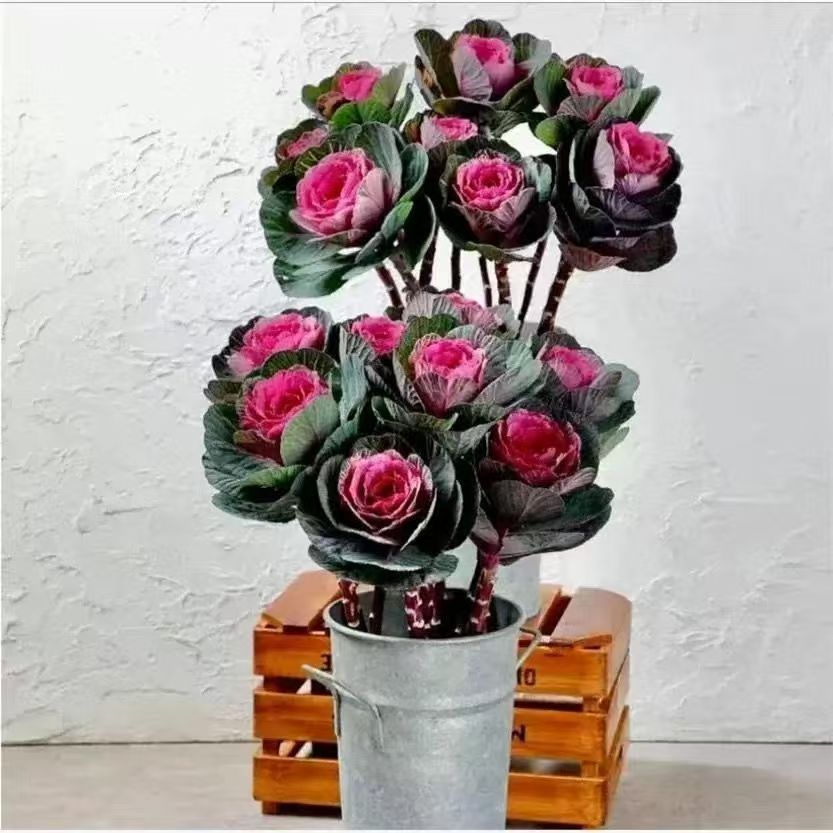 羽衣玫瑰甘蓝多头盆栽可食用耐寒庭院观赏冬日严寒多年生阳台花卉