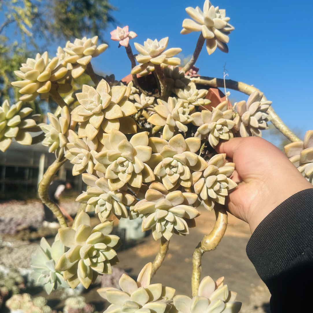 淡雪  波妞精品多肉植物
