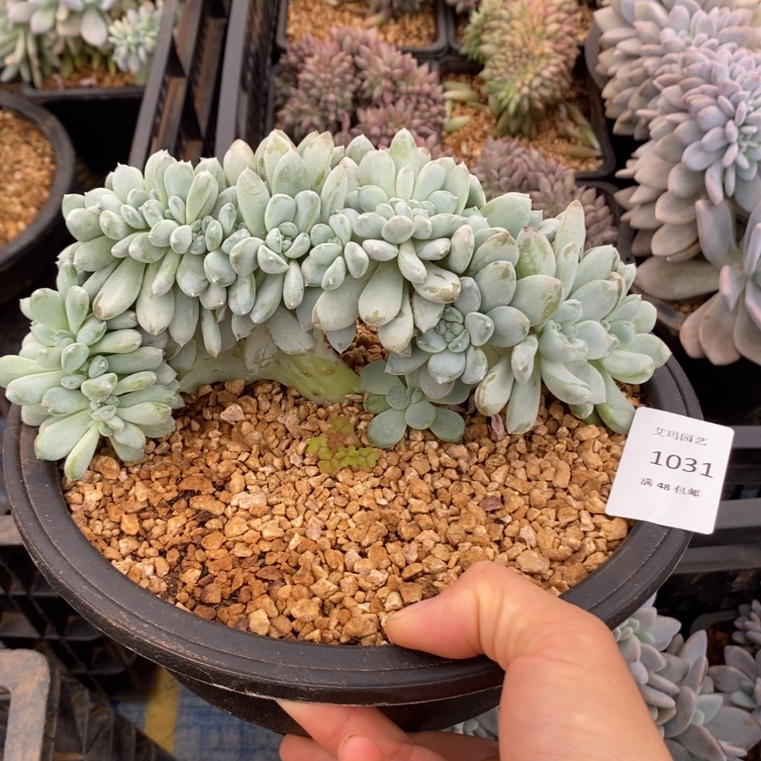 菩提子缀化多肉多肉031