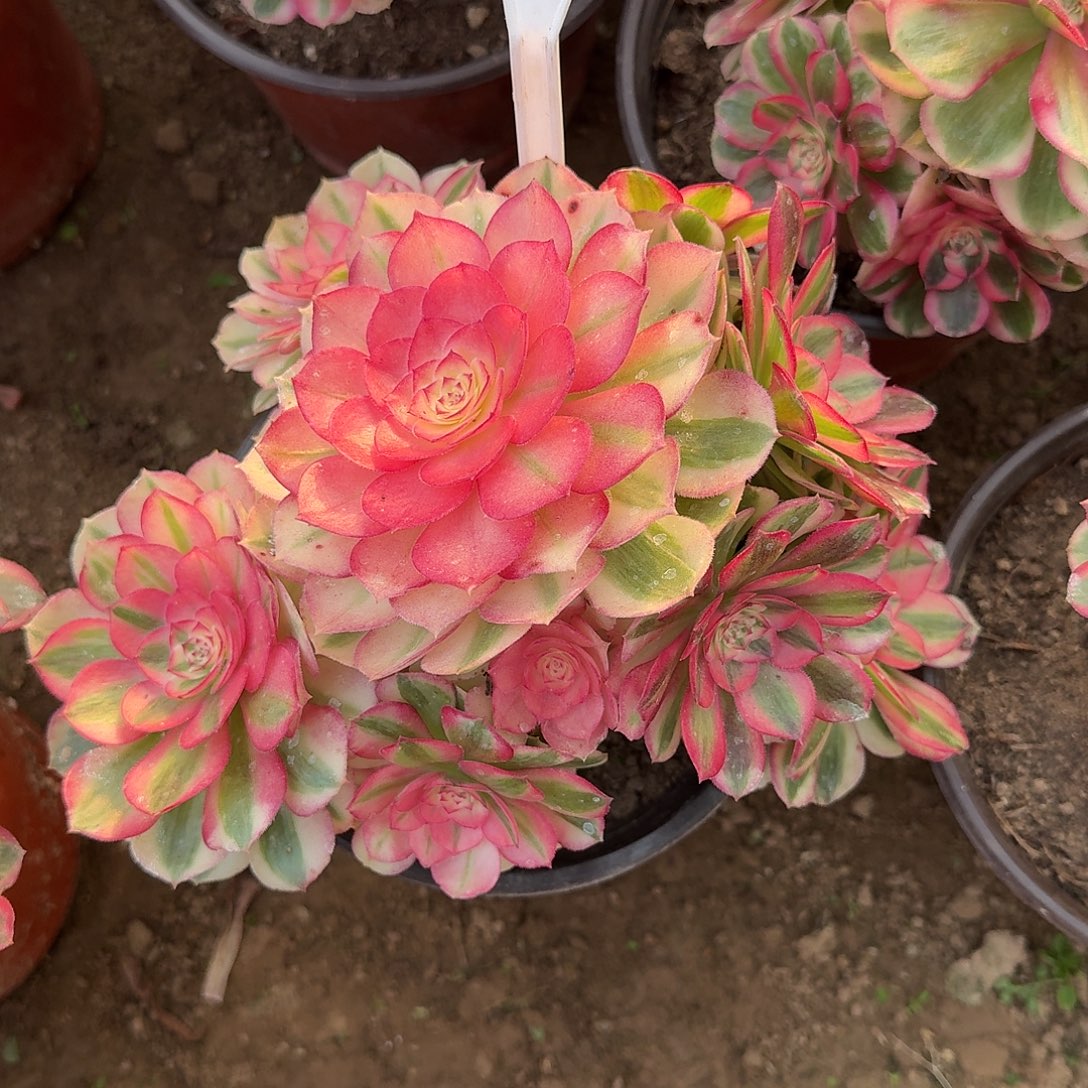 4127倾城多肉法师多肉