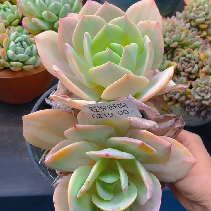 夏悦多肉 0219-7凤杂