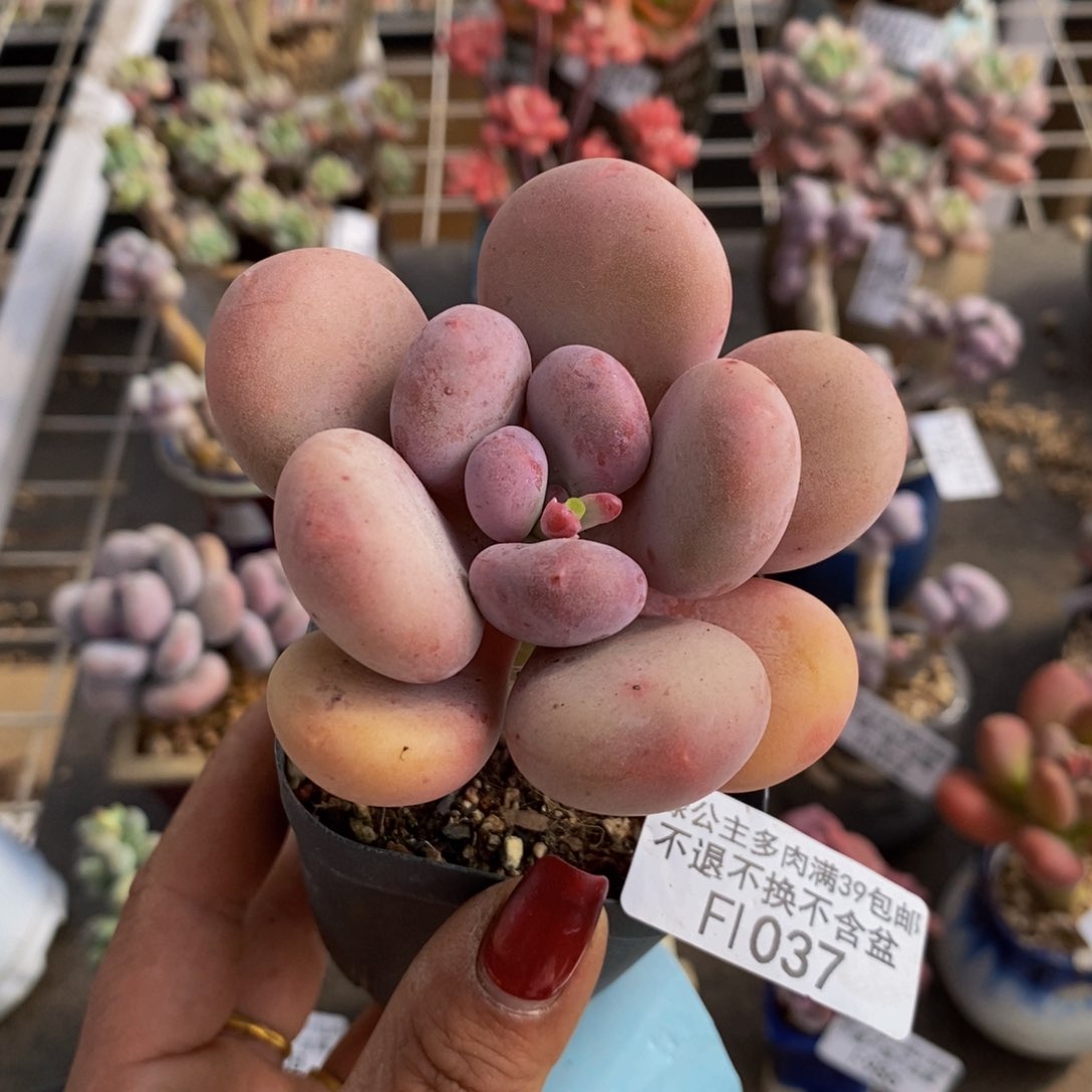 彩虹奶酪037/5c m