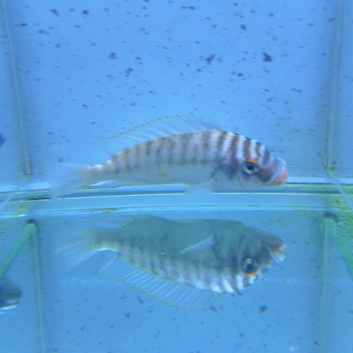 海水野生红眼细纹龙王448。   