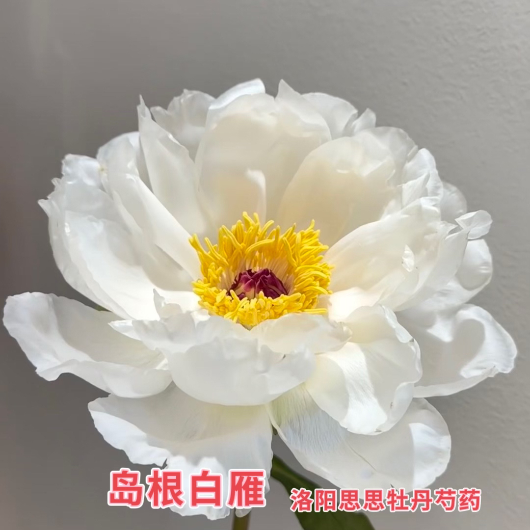 洛阳牡丹【岛根白雁】白色系牡丹基地直发