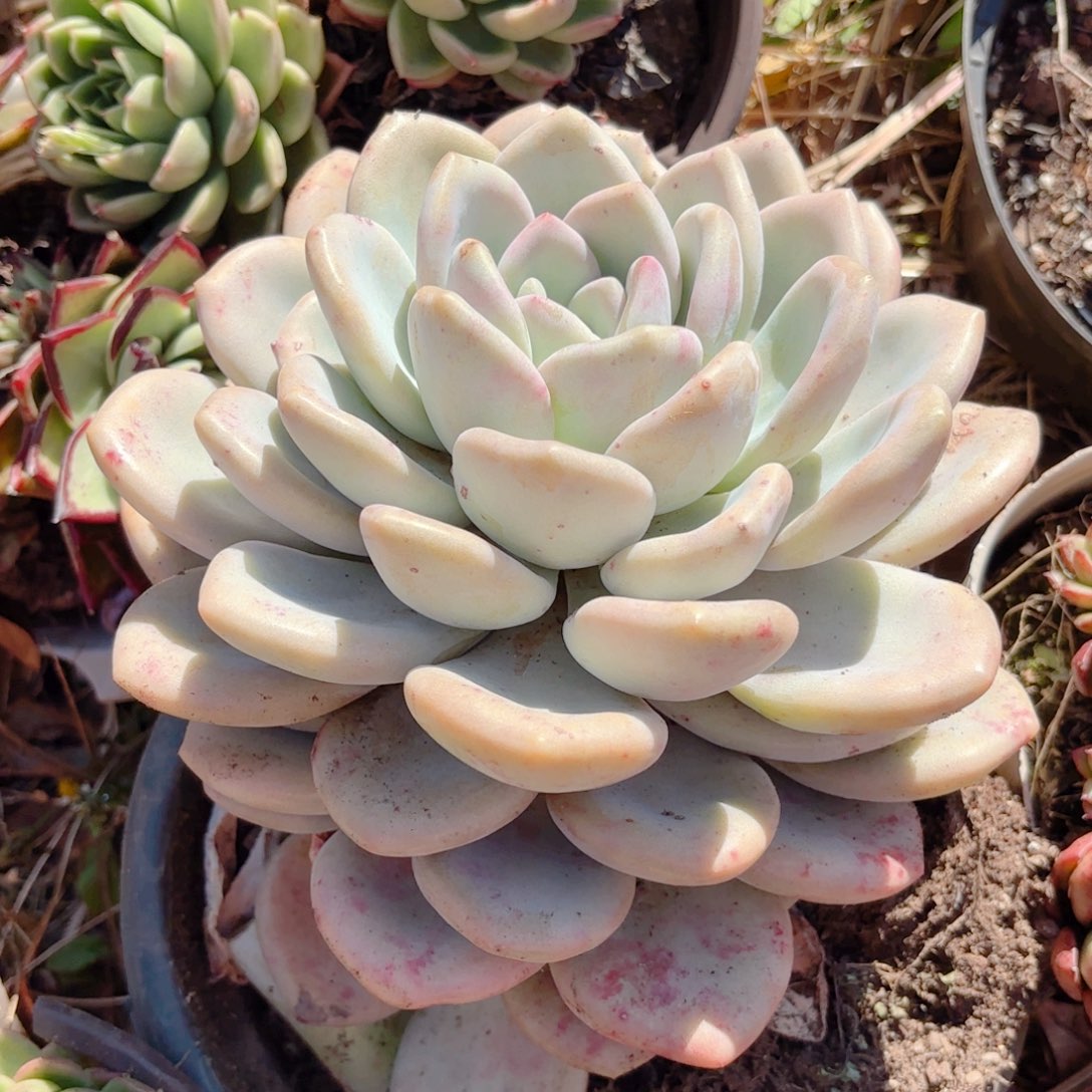 奥普。 单头。  15。