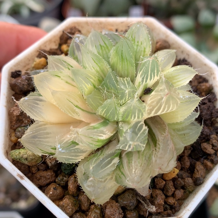 冰魄玉露锦，带盆一起